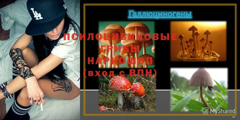 blacksprut зеркало  Бологое  Псилоцибиновые грибы Psilocybine cubensis  наркотики 